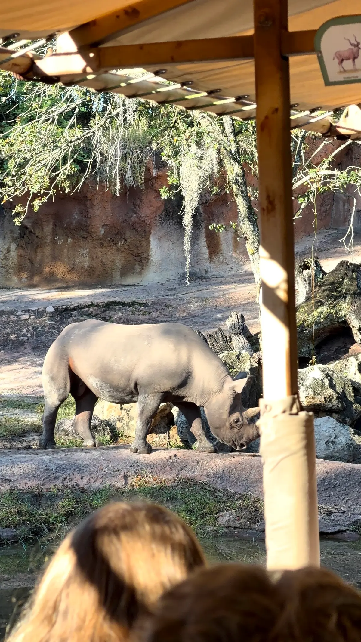 Rinoceronte na savana, visto de dentro do caminhão do Kilimanjaro Safaris, no Animal Kingdom