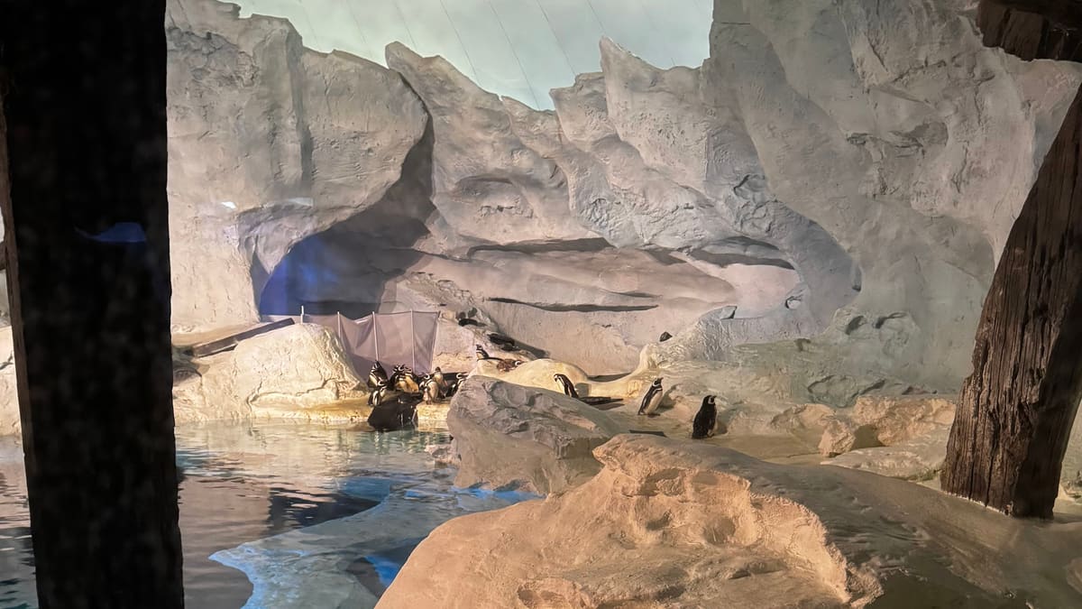 Habitat dos pinguins com rochas de gelo e água na área Antarctica, no SeaWorld Orlando